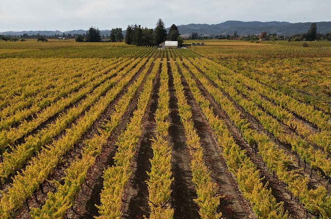 ATV Vineyard Tour and Wine Tasting - Learning the path from seed to grape to glass