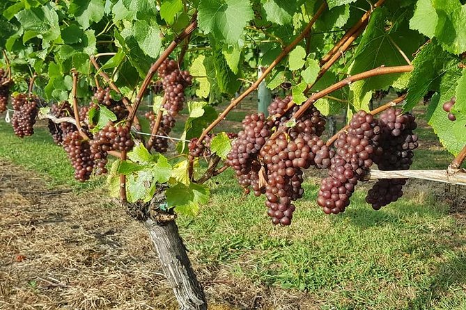 Auckland City Tour & Kumeu Wine Country Includes Wine Tastings & Lunch - Muriwai Beach and the gannets