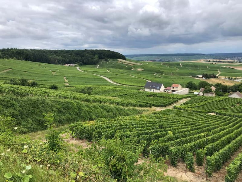 Authentic Champagne Tour: 3 vineyards, 10 Tastings & Lunch - Why this Champagne day works from Paris