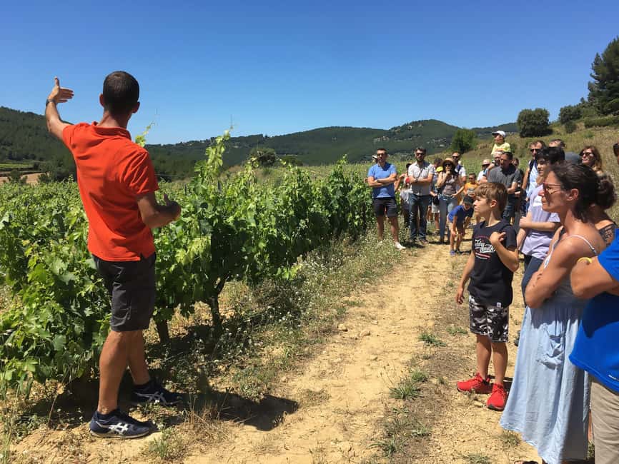 Bandol: Family Vineyard Tour and Tasting - Inside the cellar, from fermentation to oak aging