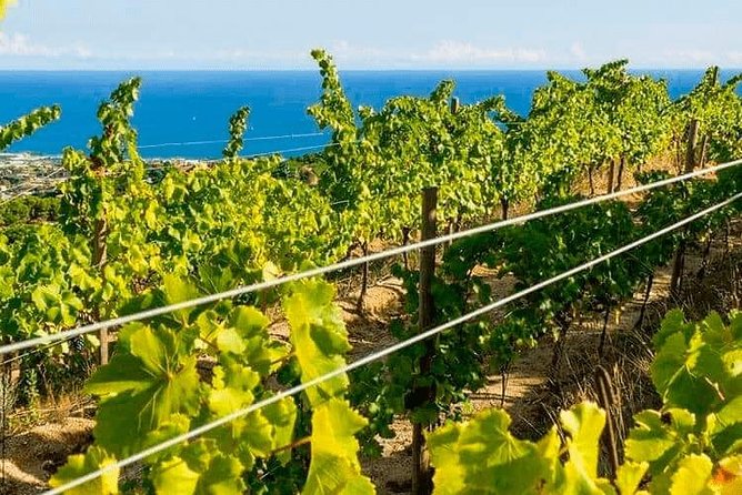 Barcelona eBike Beach Private Tour to Vineyards & Picnic - Arriving at Alella and the winery