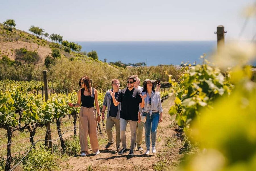 Barcelona: Sailing Cruise & Vineyard Tour with Wine Tasting - The practical verdict