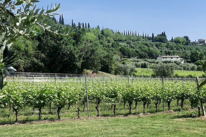 Bardolino: vineyard tour, wine, oil and food tasting - Who will enjoy this Bardolino wine visit?
