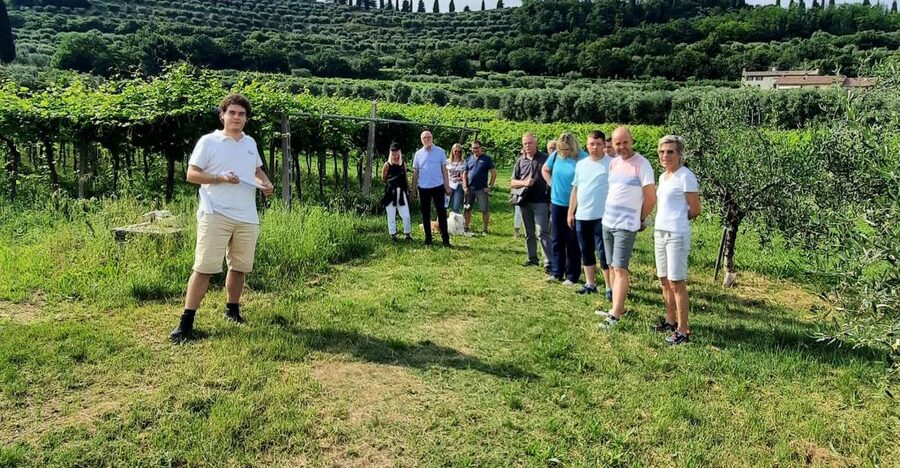 Bardolino: Vineyard Tour with Wine, Olive Oil & Food Tasting - What the Five Wines Add to the Experience