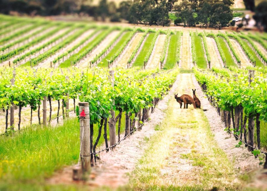 Barossa Valley: Two Hands 1.5-Hour Vineyard Tour - Reaching the Holy Grail vineyard