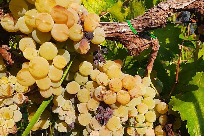 Berat 4x4 Off-Road and Vineyard Wine Tasting - What makes the family setting special