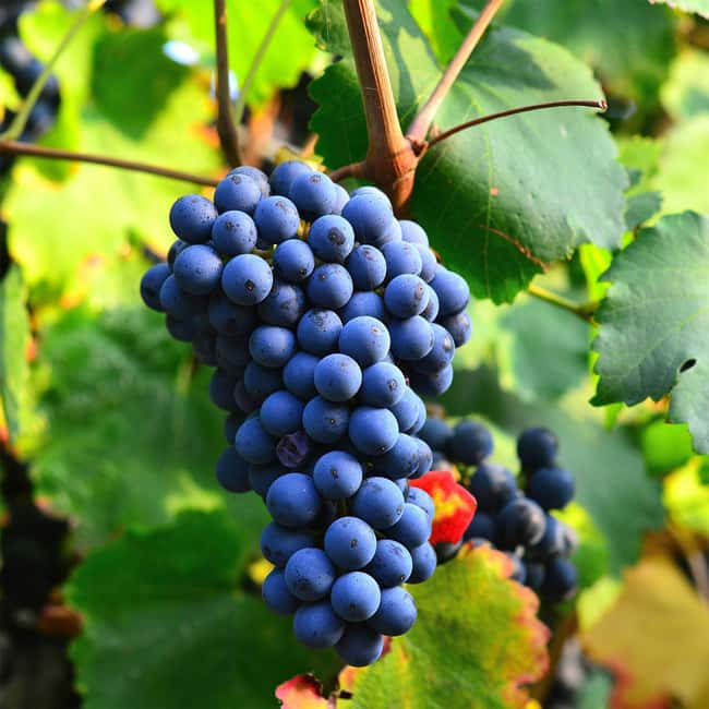 Béziers : Explore the Faugères Vineyards with a Picnic - Leaving Béziers in a Black Minivan