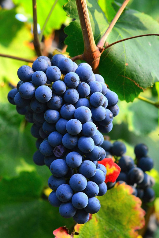 Béziers : Explore the Faugères Vineyards with a Picnic - A Private Garden Picnic in Villemagne-l’Argentière