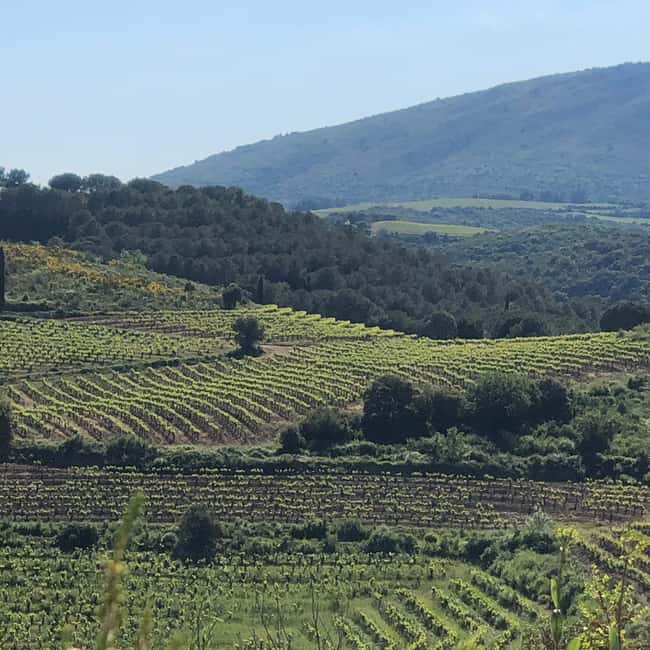 Béziers : Explore the Faugères Vineyards with a Picnic - Who Will Enjoy This Faugères Experience?