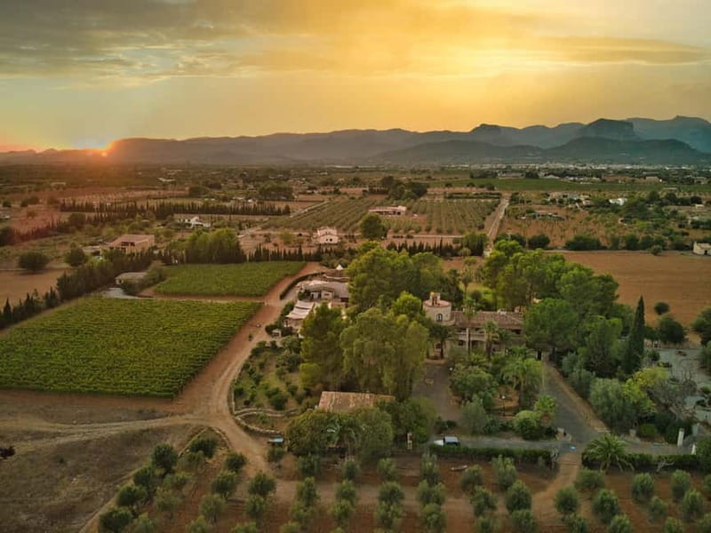 Binissalem: Individual vineyard tour and wine tasting in German - Binissalem wine country in a small format
