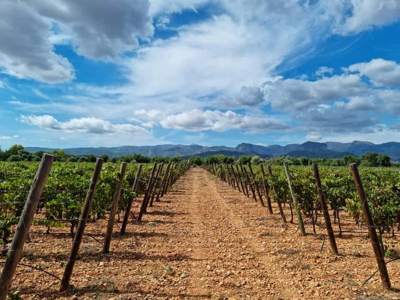 Binissalem: Individual vineyard tour and wine tasting in German - Inside the handmade production space