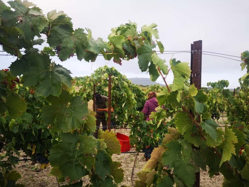 Binissalem: Individual vineyard tour and wine tasting in German - Who will get the most from this Binissalem visit