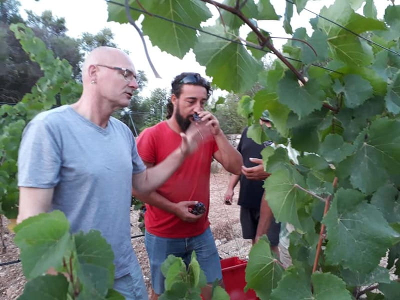 Binissalem: Individual vineyard tour and wine tasting in German - Price, timing, and cancellation flexibility
