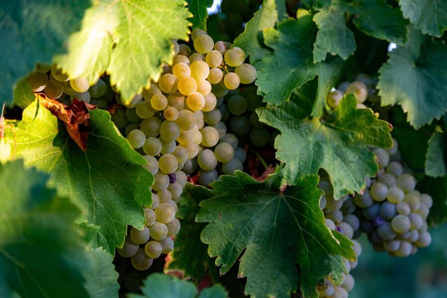 BODEGAS PANDORA: tour through vineyards and winery with wine tasting. - Inside the winery, from grapes to finished wine