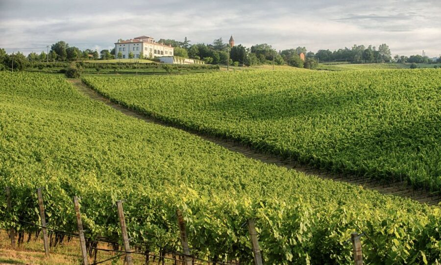Bologna Vineyard Vista: a journey through Emilian wines - Why the food pairings matter
