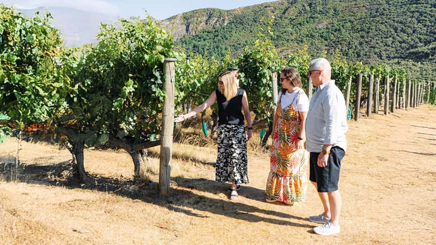 Boutique Winery Half-Day Tour & Vineyard Platter-Style Lunch - Four vineyards, one long look at Central Otago