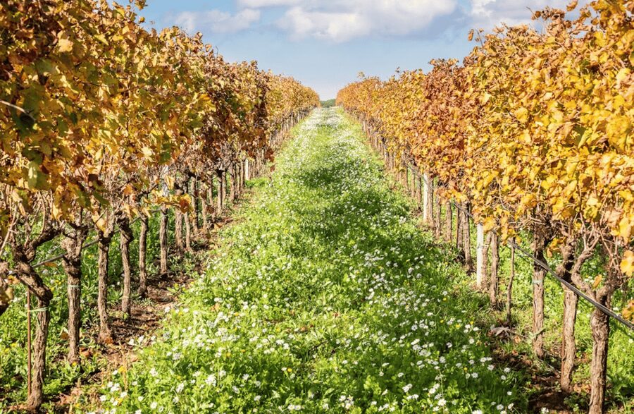 Boutique Winery Visit & Tasting near Rome - Key points at a glance
