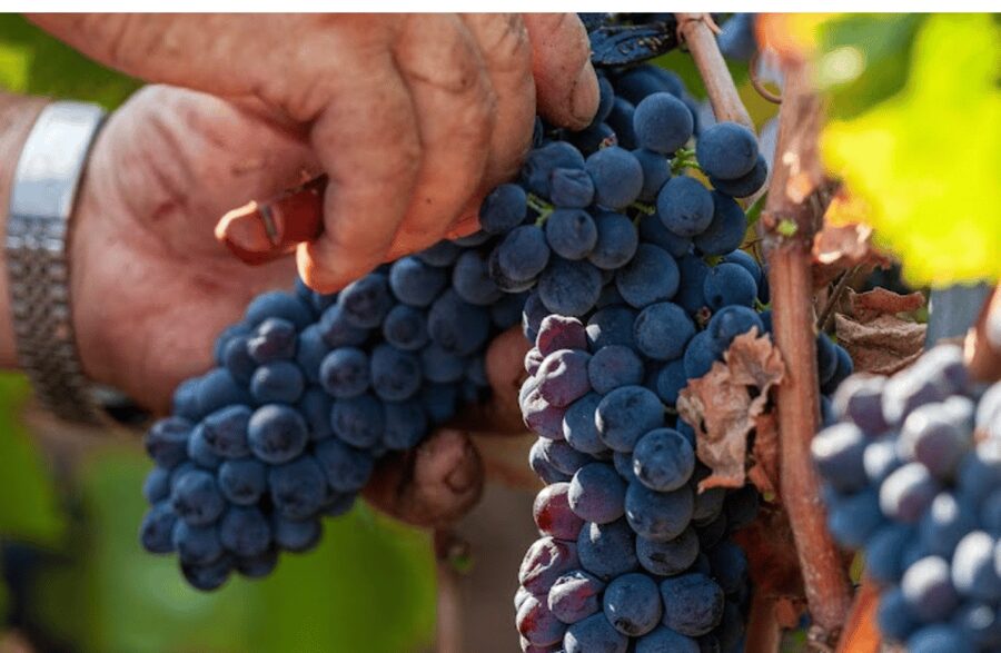 Boutique Winery Visit & Tasting near Rome - The 10-minute walk through the vines