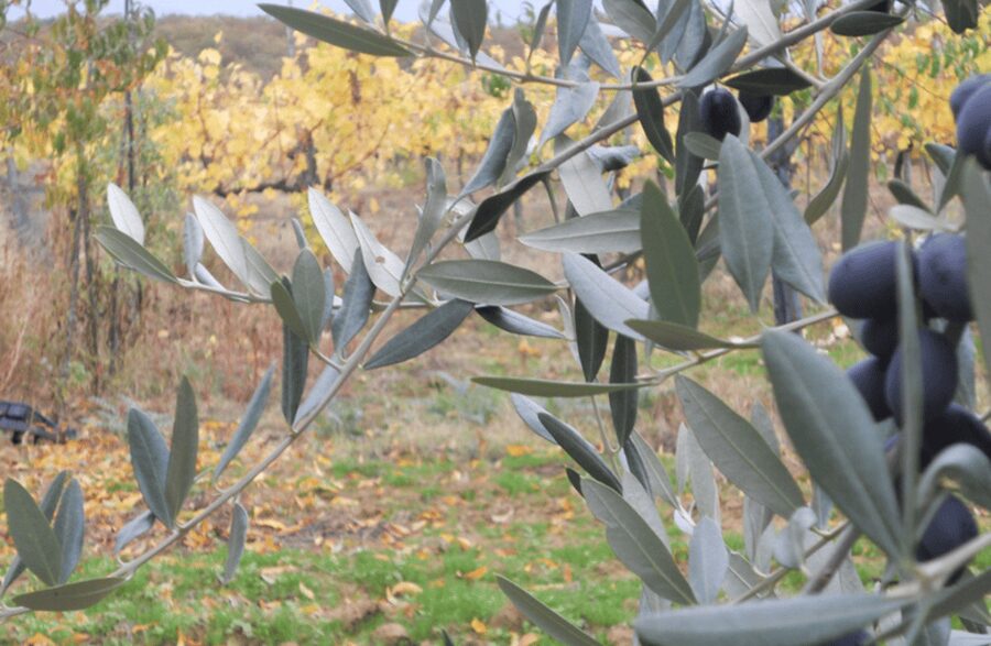 Boutique Winery Visit & Wine Tasting near Arezzo - Getting to Tenuta La Pineta from Arezzo