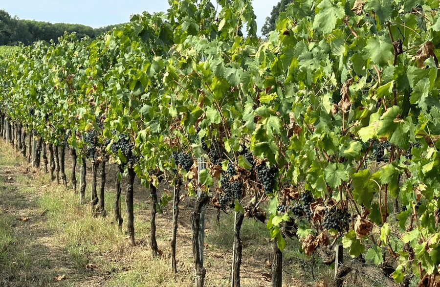 Boutique Winery Visit & Wine Tasting near Arezzo - Price and what you really receive for $41