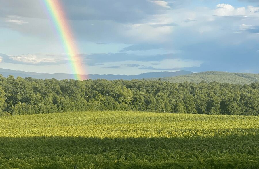 Boutique Winery Visit & Wine Tasting near Arezzo - Practical details worth checking