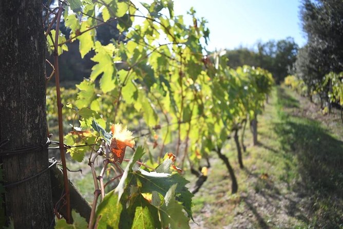Brunello Vineyards Bus Tour - Rosso and Brunello without the classroom feel