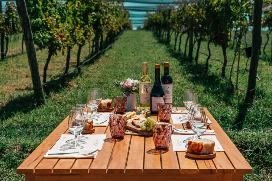 Buenos Aires: Wine Tasting & Lunch at Gamboa Vineyard - A welcome glass beneath the poplar trees