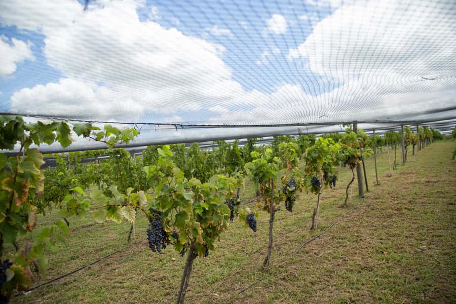 Buenos Aires: Wine Tasting & Lunch at Gamboa Vineyard - Casa Gamboa turns lunch into the main event