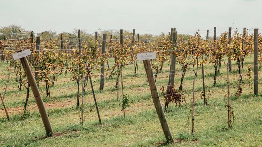 Buenos Aires: Wine Tasting & Lunch at Gamboa Vineyard - What $220 includes, and who gets good value