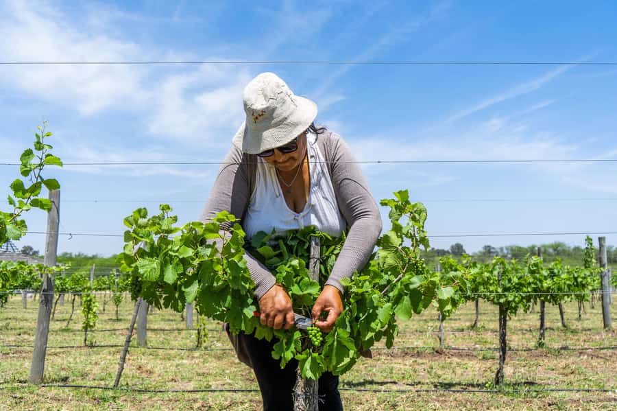 Buenos Aires: Wine Tasting & Lunch at Gamboa Vineyard - Timing, comfort, and practical points