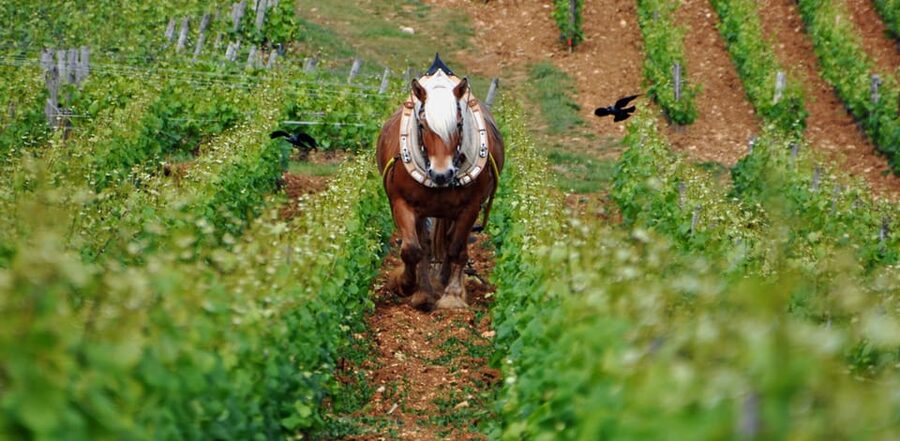 Burgundy Vineyards: Luxury Private Tours - Corton and the Côte de Beaune