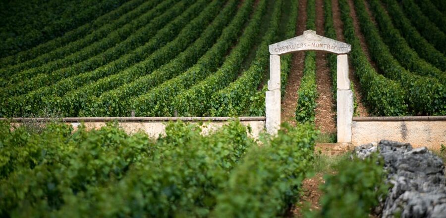 Burgundy Vineyards: Luxury Private Tours - Lunch at a family estate or vineyard restaurant