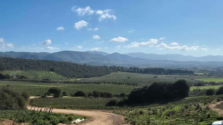 Cagliari - Guided tour of the vineyard and winery with tasting of 5 wines - Walking through the vines in Sardinia