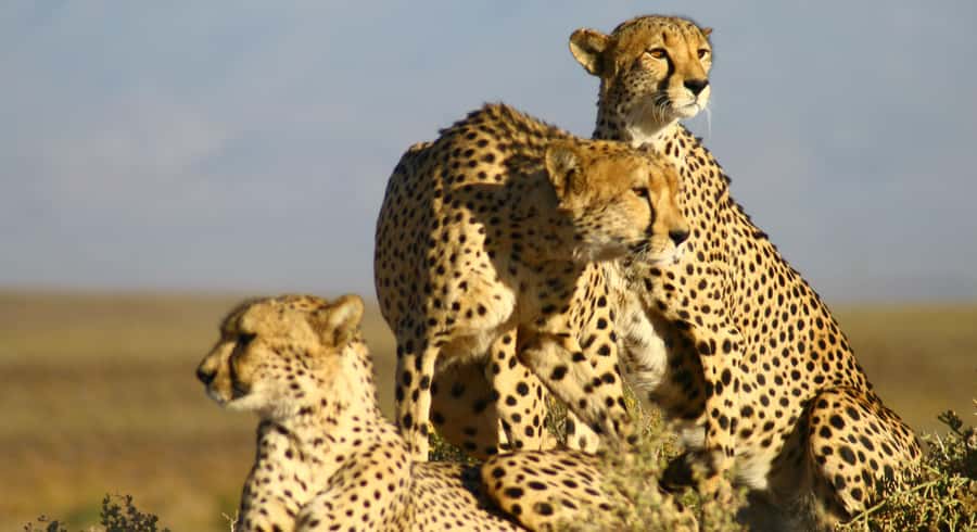 Cape Town: Aquila Reserve Safari with Lunch and Winery Visit - Simple ways to prepare