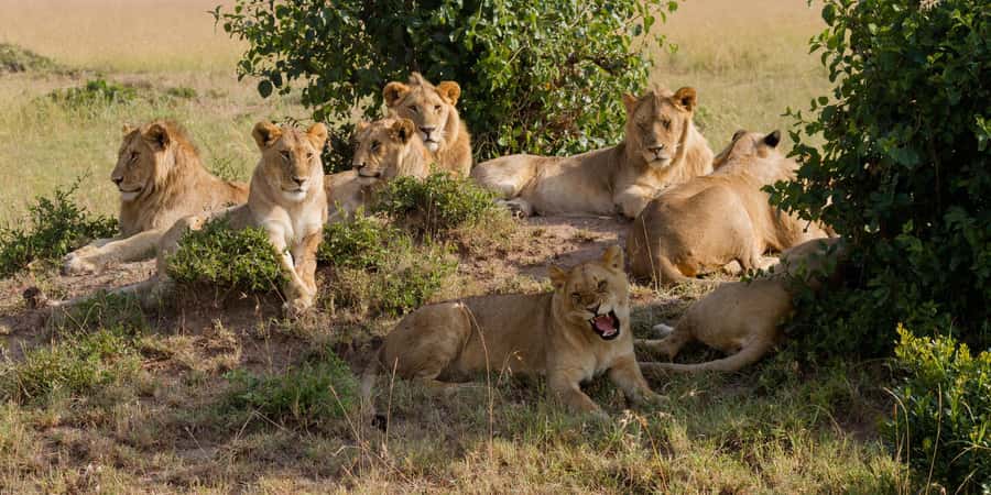 Cape Town: Aquila Reserve Safari with Lunch and Winery Visit - Why Aquila works as a Cape Town safari