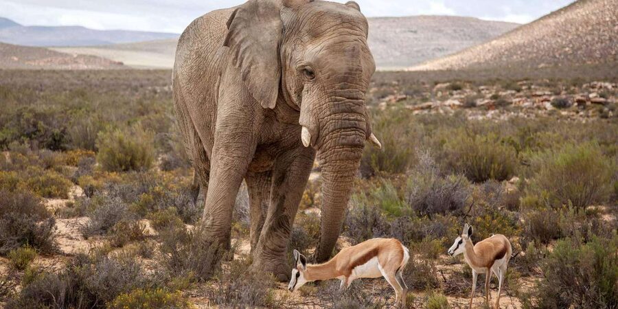 Cape Town: Aquila Reserve Safari with Lunch and Winery Visit - Lunch at the lodge after the drive