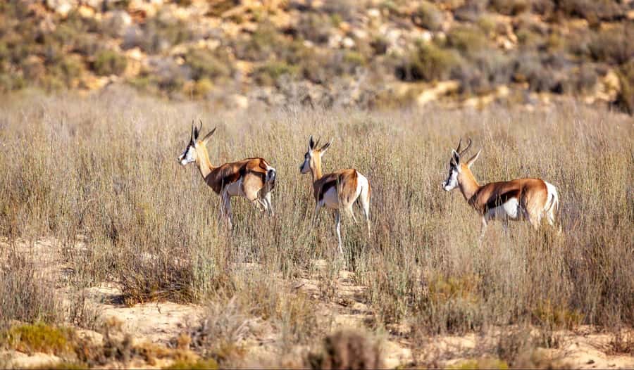 Cape Town: Aquila Reserve Safari with Lunch and Winery Visit - What the small group changes