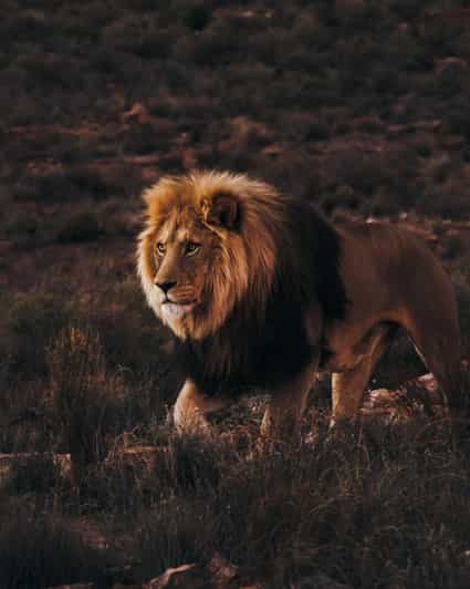 Cape Town: Aquila Reserve Safari with Lunch and Winery Visit - Price, extra fees, and overall value
