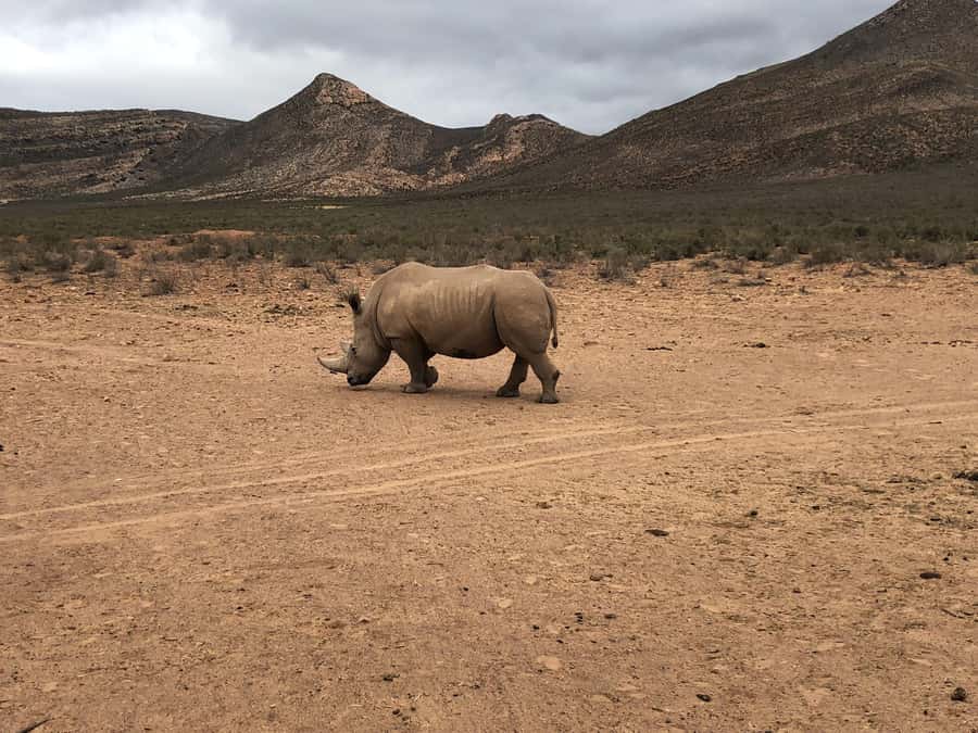 Cape Town: Aquila Reserve Safari with Lunch and Winery Visit - Who should choose this day trip