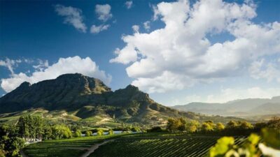 Cape Wineland 3 Award Winning Vineyards