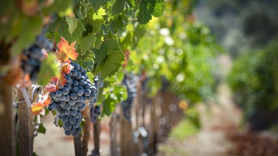 Cappadocia: Private Half-Day Vineyards & Wine Tasting Tour - Who will enjoy this wine tour most