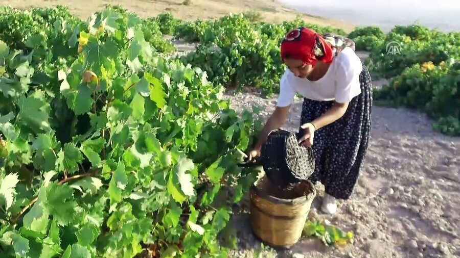 Cappadocia: Private Half-Day Vineyards & Wine Tasting Tour - Is $236 per person a fair price?