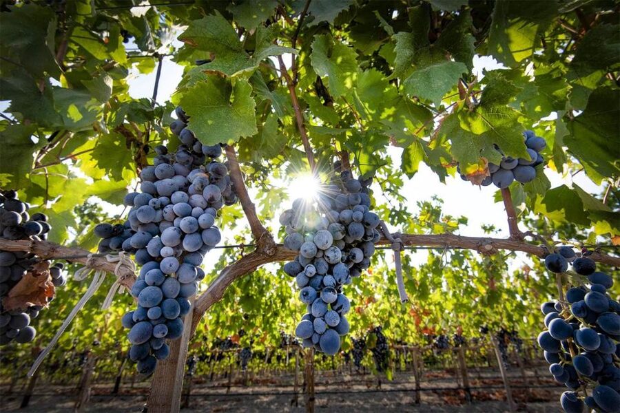 Cappadocia: Private Half-Day Vineyards & Wine Tasting Tour - Should you book the Cappadocia vineyard tour?