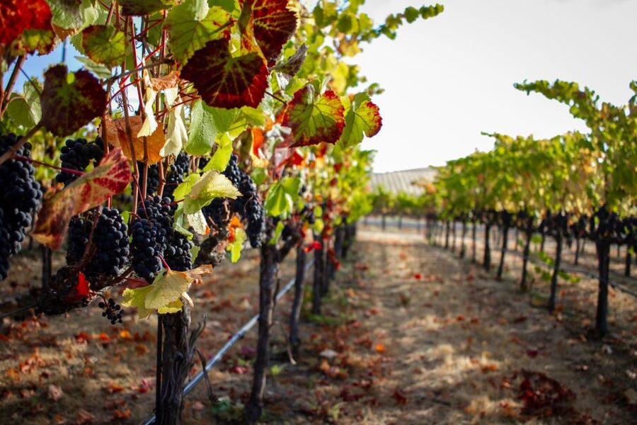 Cappadocia Vineyards Private Tour and Wine Tasting - A wine tour that begins with cave churches