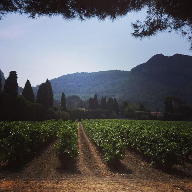 Cassis, Bandol, Le Castellet wine tour: Cliffs and Vineyards - Cap Canaille and the final view