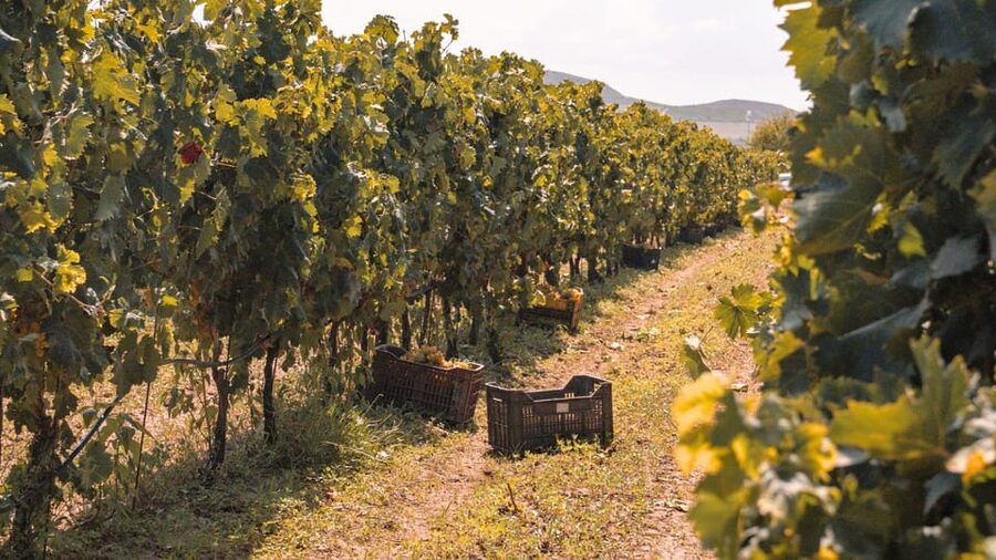 Castelsardo: visit a vineyard with wine tasting at sunset - Finding Roccabianca from Castelsardo