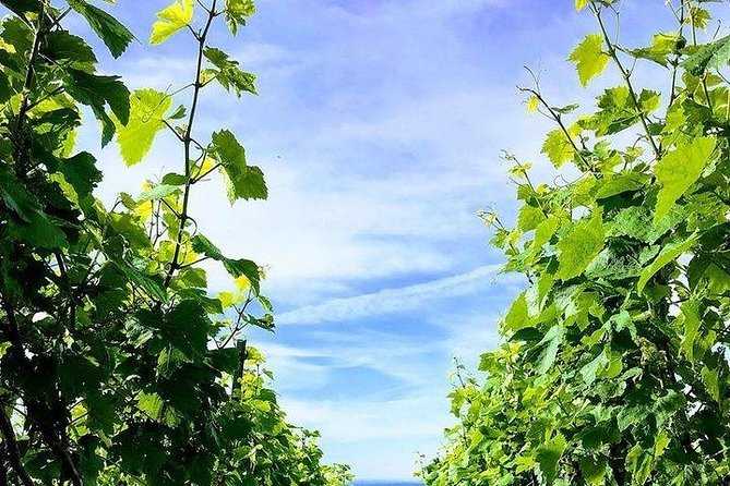 Champagne Lamiable: Stroll and taste in the Grand Cru Champagne vineyard - A family winery with a personal scale