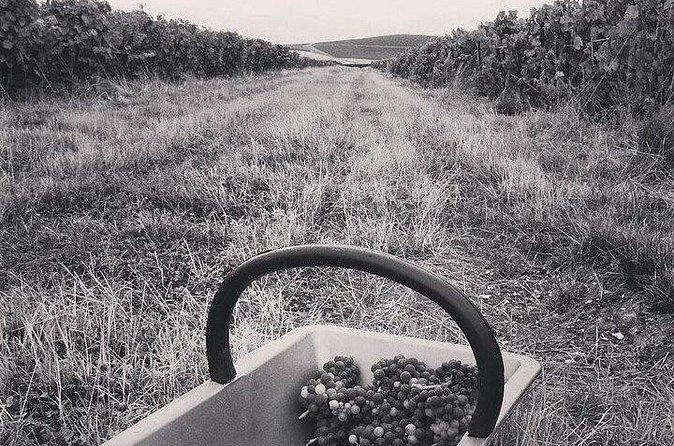 Champagne Lamiable: Stroll and taste in the Grand Cru Champagne vineyard - The vineyard lodge tasting