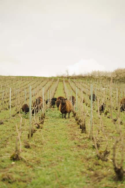 Champagne Vineyard Experience: Delve into the terroir - The garden and the family’s oldest vines