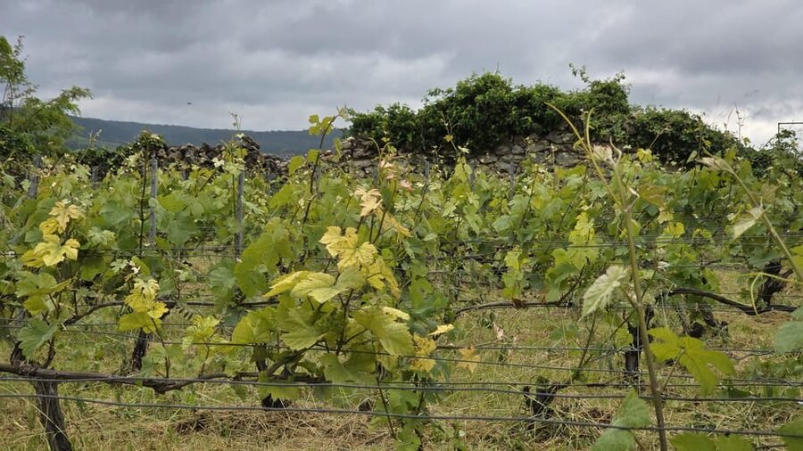 Champagne Vineyard Experience: Delve into the terroir - How the price works for different visitors